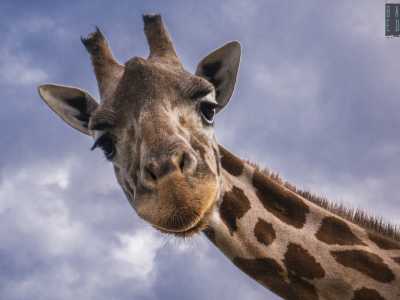 Questo circo continua infatti a possedere animali: ci sono dromedari, lama, zebre, ippopotami, foche e anche tigri.�Noi per� amiamo i nostri animali � dichiara con fermezza Genny �. Pensate che alla giraffa che vedete qui non appena inizia il freddo le mettiamo una copertina e la teniamo in un alloggio riscaldato�